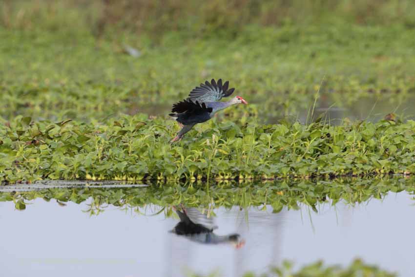 Graukopf-Purpurhuhn (Porphyrio poliocephalus)