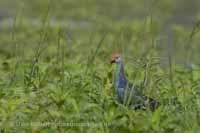 Graukopf-Purpurhuhn (Porphyrio poliocephalus)