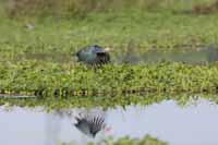 Graukopf-Purpurhuhn (Porphyrio poliocephalus)