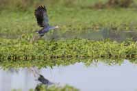 Graukopf-Purpurhuhn (Porphyrio poliocephalus)