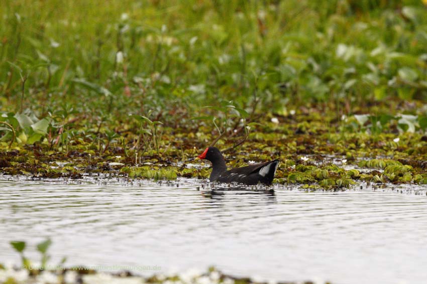 Teichralle (Gallinula chloropus) - Unterart Gallinula chloropus indicas