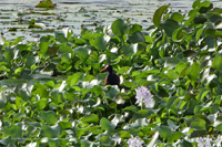 Teichralle (Gallinula chloropus) Unterart Gallinula chloropus meridionalis