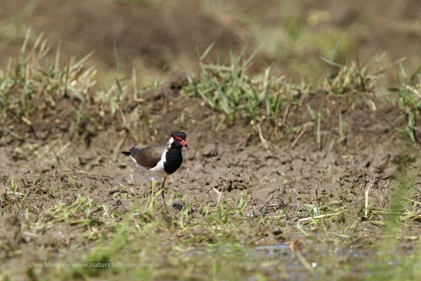 Rotlappenkiebitz (Vanellus indicus) Unterart: Vanellus indicus lankae