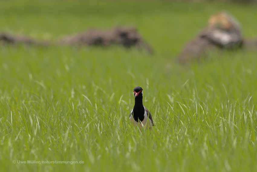 Rotlappenkiebitz (Vanellus indicus) Unterart: Vanellus indicus lankae