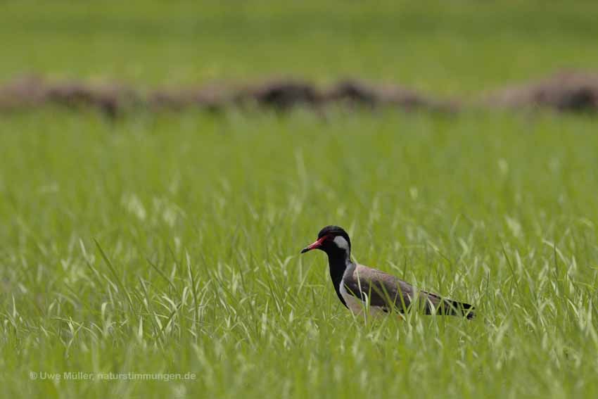 Rotlappenkiebitz (Vanellus indicus) Unterart: Vanellus indicus lankae