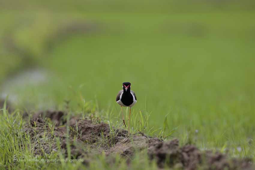 Rotlappenkiebitz (Vanellus indicus)