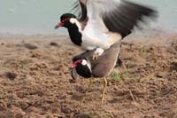 Regenpfeifer (Charadriidae)