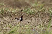 Rotlappenkiebitz (Vanellus indicus) Unterart: Vanellus indicus lankae