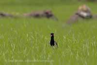 Rotlappenkiebitz (Vanellus indicus) Unterart: Vanellus indicus lankae