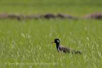 Rotlappenkiebitz (Vanellus indicus) Unterart: Vanellus indicus lankae