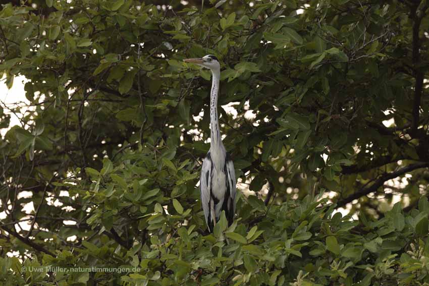 Graureiher, auch Fischreiher (Ardea cinerea)