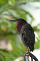 Grünreiher (Butorides virescens)