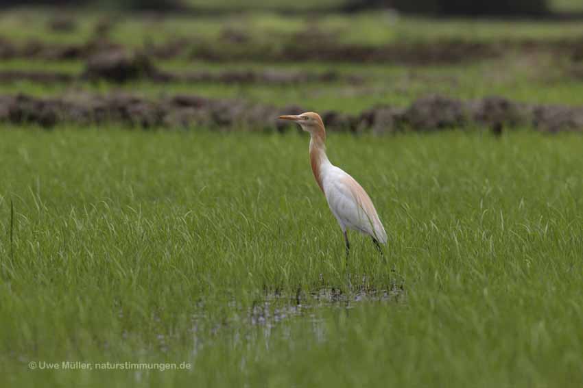 Kuhreiher (Bubulcus ibis)