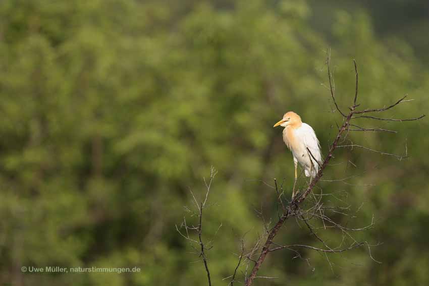 Kuhreiher (Bubulcus ibis)