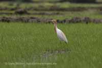 Kuhreiher (Bubulcus ibis)