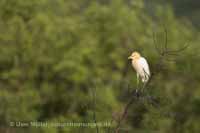 Kuhreiher (Bubulcus ibis)