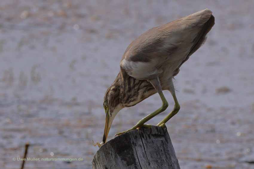 Paddyreiher (Ardeola grayii)