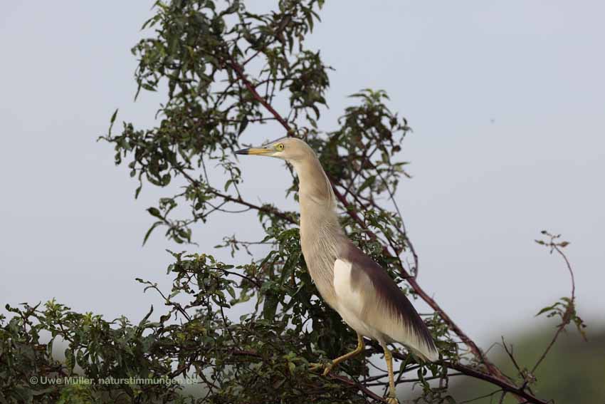 Paddyreiher (Ardeola grayii)