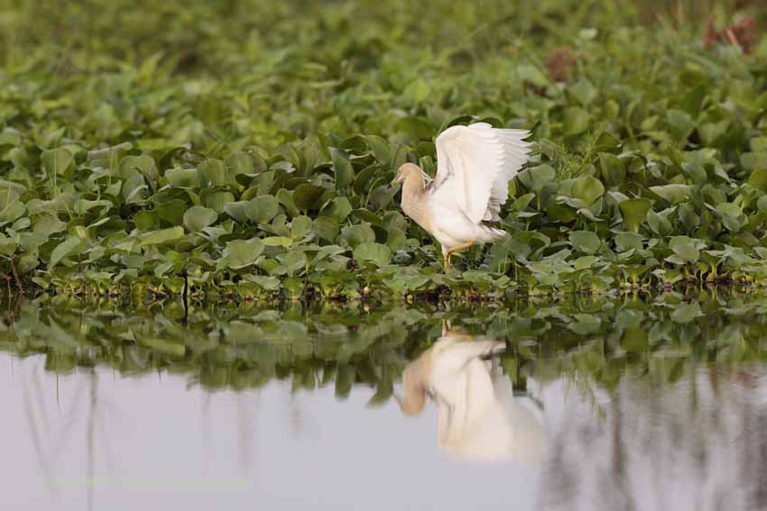 Paddyreiher (Ardeola grayii)