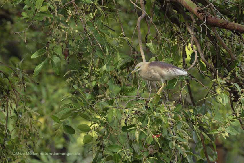 Paddyreiher (Ardeola grayii)