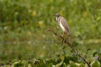 Paddyreiher (Ardeola grayii)