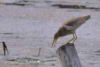 Paddyreiher (Ardeola grayii)