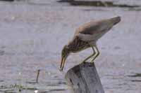 Paddyreiher (Ardeola grayii)