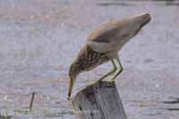 Paddyreiher (Ardeola grayii)