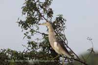 Paddyreiher (Ardeola grayii)