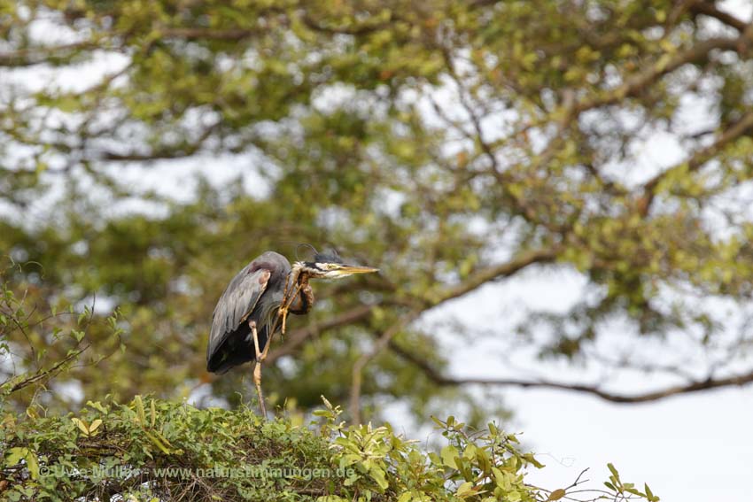 Purpurreiher (Ardea purpurea)