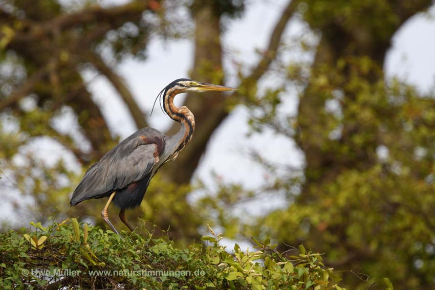 Purpurreiher (Ardea purpurea)