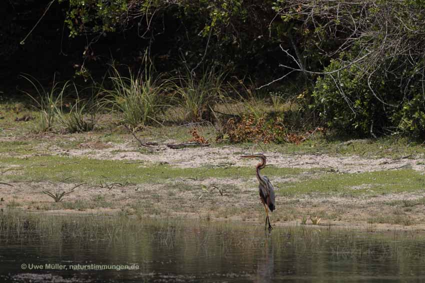 Purpurreiher (Ardea purpurea)