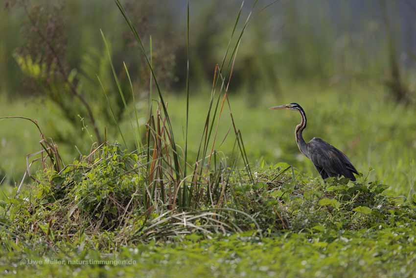 Purpurreiher (Ardea purpurea)