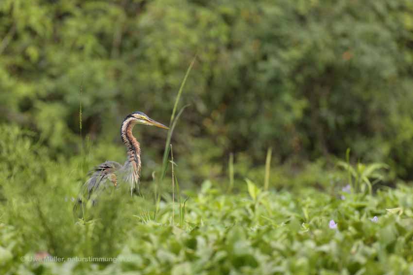 Purpurreiher (Ardea purpurea)