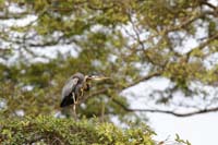 Purpurreiher (Ardea purpurea)