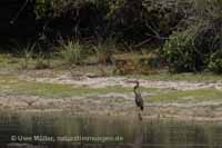 Purpurreiher (Ardea purpurea)