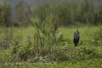 Purpurreiher (Ardea purpurea)