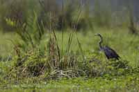 Purpurreiher (Ardea purpurea)