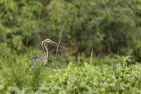 Purpurreiher (Ardea purpurea)