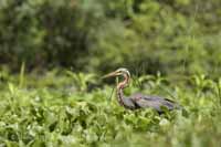 Purpurreiher (Ardea purpurea)