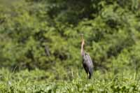 Purpurreiher (Ardea purpurea)