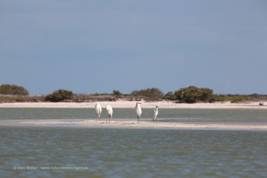 Seidenreiher (Egretta garzetta)