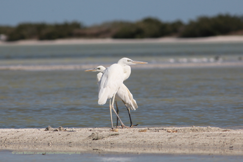 Seidenreiher (Egretta garzetta)