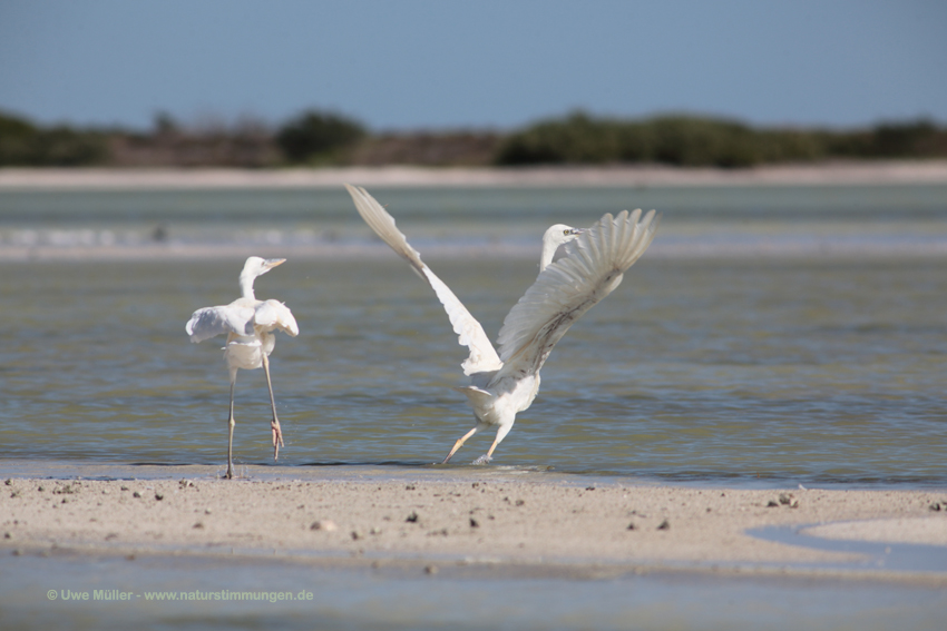 Seidenreiher (Egretta garzetta)