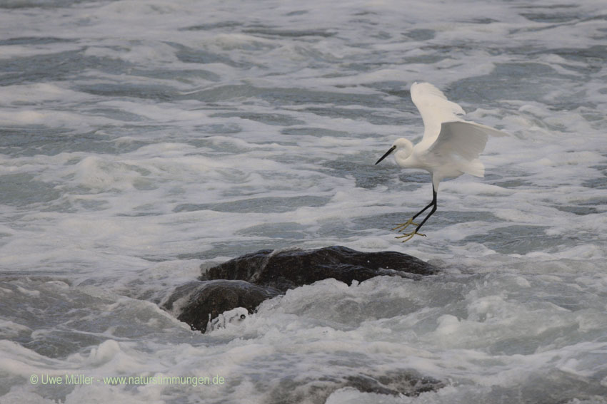 Seidenreiher (Egretta garzetta)