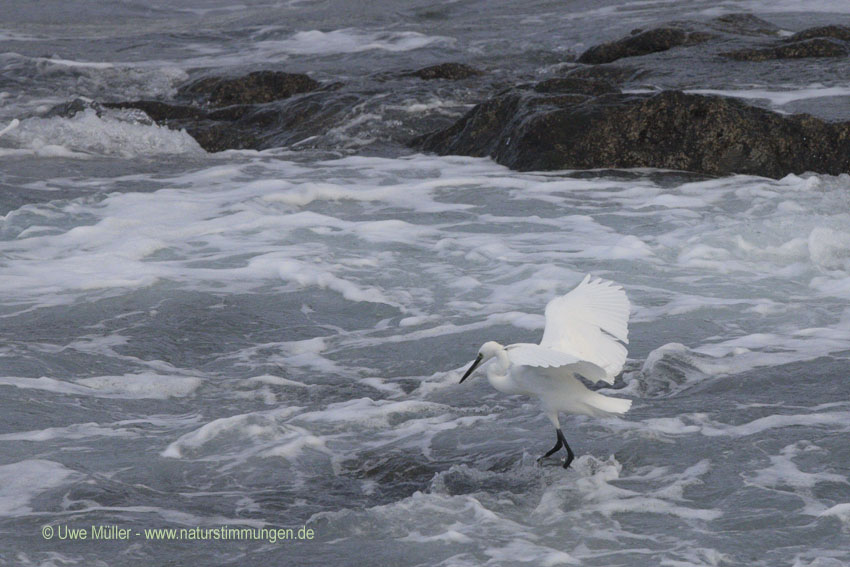 Seidenreiher (Egretta garzetta)