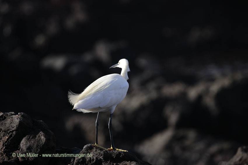 Seidenreiher (Egretta garzetta)