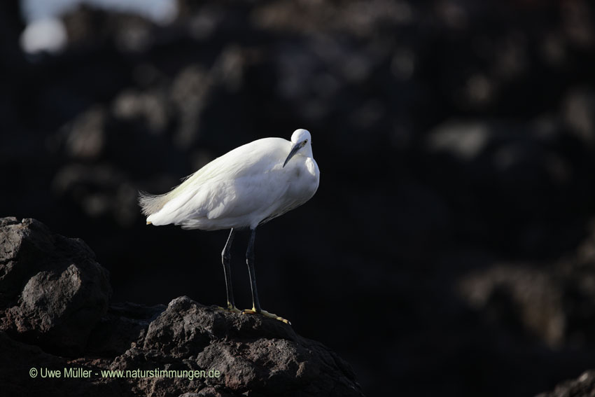 Seidenreiher (Egretta garzetta)