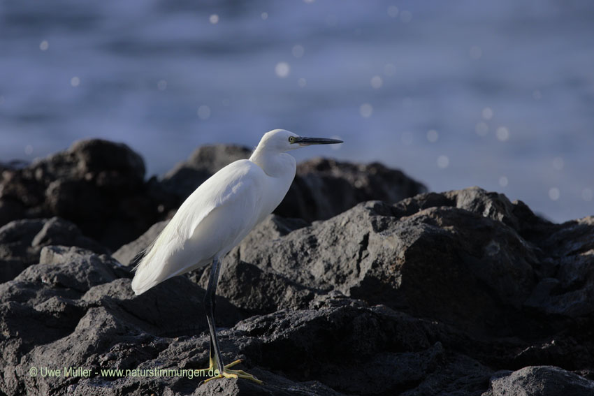 Seidenreiher (Egretta garzetta)