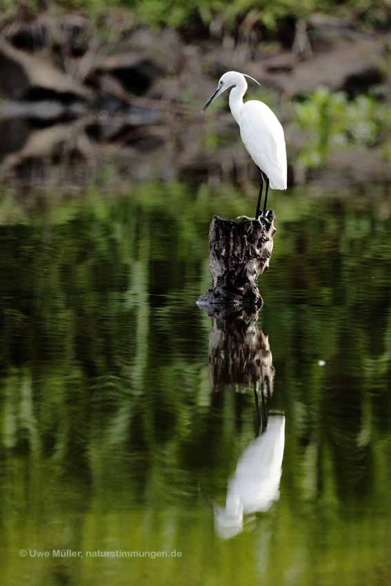 Seidenreiher (Egretta garzetta)